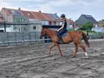 Zeer rustige en voorbeeldige 5 jarige volbloed ruin Nunel V., B, Ruin, Gechipt, 3 tot 6 jaar