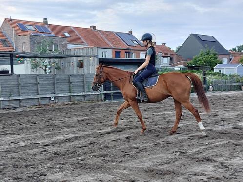 Zeer rustige en voorbeeldige 5 jarige volbloed ruin Nunel V., Dieren en Toebehoren, Paarden, Ruin, B, 160 tot 165 cm, 3 tot 6 jaar