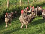 Mechels hoen, hanen en hennen, Dieren en Toebehoren, Meerdere dieren, Kip
