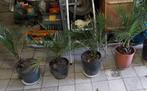 Dadelpalmen planten, Tuin en Terras, Ophalen of Verzenden