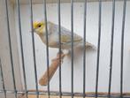 Kanaries, Dieren en Toebehoren, Vogels | Kanaries