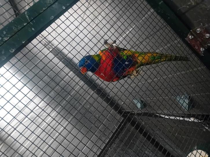 Handtamme lories, Dieren en Toebehoren, Vogels | Parkieten en Papegaaien, Tam