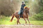 Dressuur lesgever aangeboden, Dieren en Toebehoren, Paarden, B