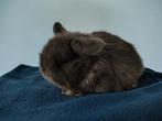 Minilop  nhd konijntjes, alvast te reserveren, Dieren en Toebehoren, Konijnen, Mannelijk, Dwerg, Hangoor, 0 tot 2 jaar