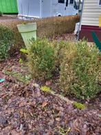 Planten, stenen en accesoires, tuinberging, Tuin en Terras, Planten | Struiken en Hagen, Ophalen