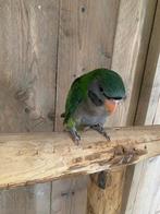 Derbyan parkiet tam, Dieren en Toebehoren, Vogels | Parkieten en Papegaaien, Meerdere dieren, Parkiet, Geringd