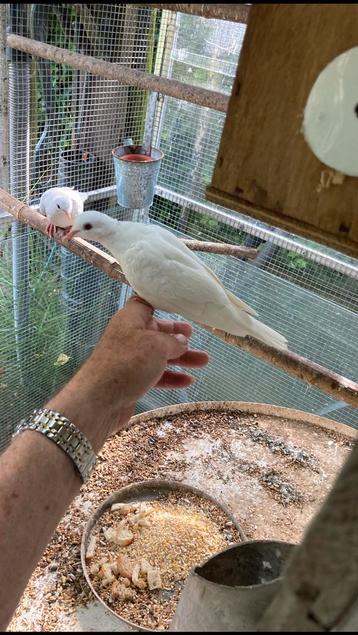 Lachduiven  of tortel duiven beschikbaar voor biedingen