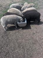 Schapen
