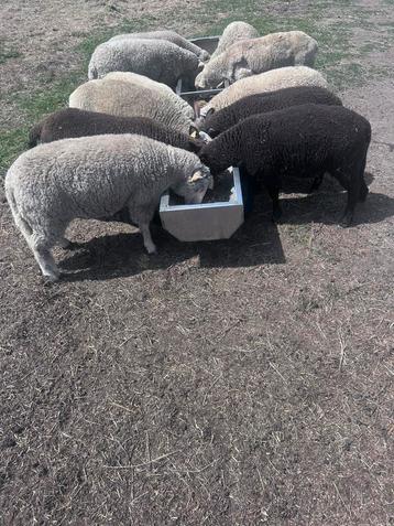 Schapen beschikbaar voor biedingen