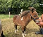 Stamboek shetland Hengste veulen te koop,2 jaarse merrie, Dieren en Toebehoren, Hengst, Recreatiepony, 0 tot 2 jaar
