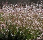 Gaura / Prachtkaars, Ophalen