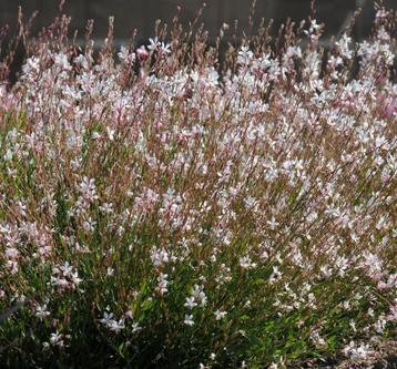 Gaura / Prachtkaars beschikbaar voor biedingen