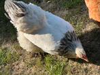 columbian brahma (1,5 jaar oud) - raszuiver, Dieren en Toebehoren, Kip