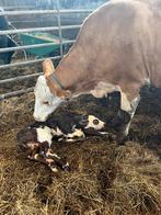 Normandisch stier kalf, Dieren en Toebehoren, Runderen