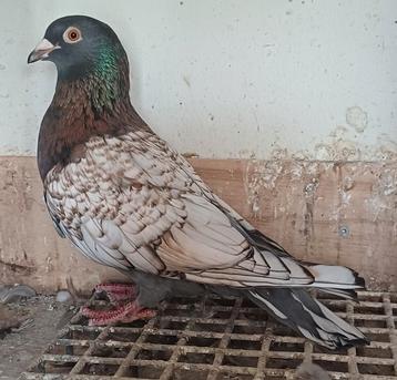 Pigeons voyageurs de couleur