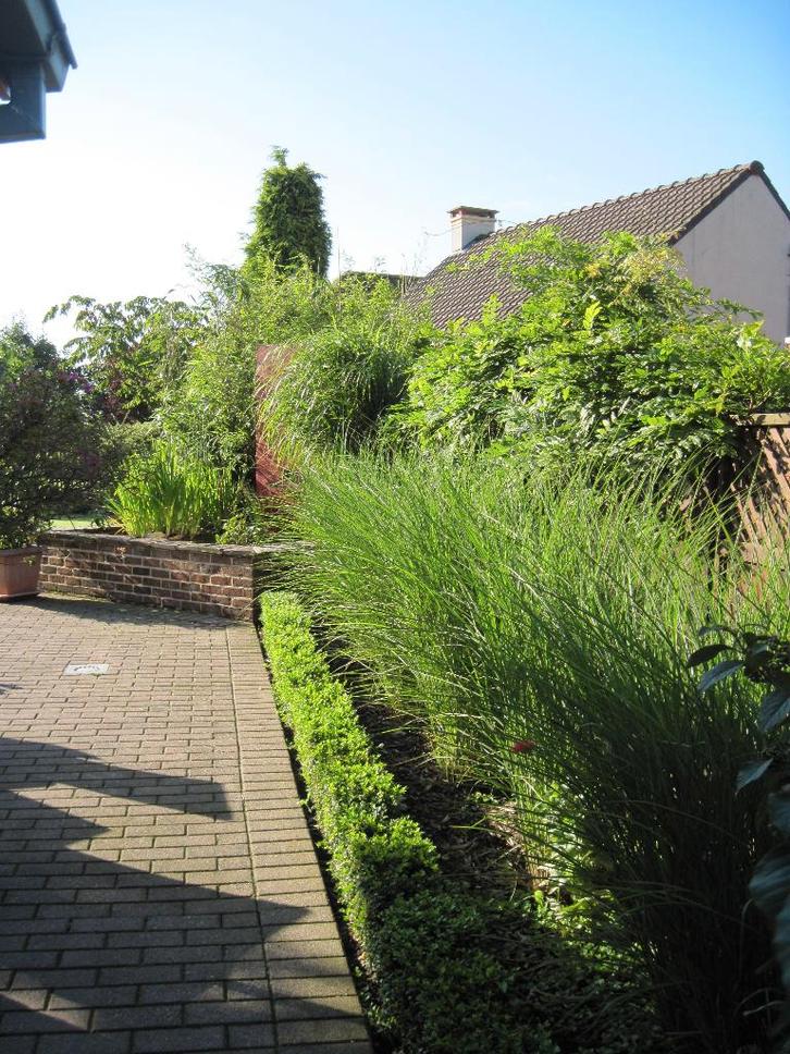 Siergrassen meerdere soorten, Jardin & Terrasse, Plantes | Jardin, Plante fixe, Graminées ornementales, Enlèvement