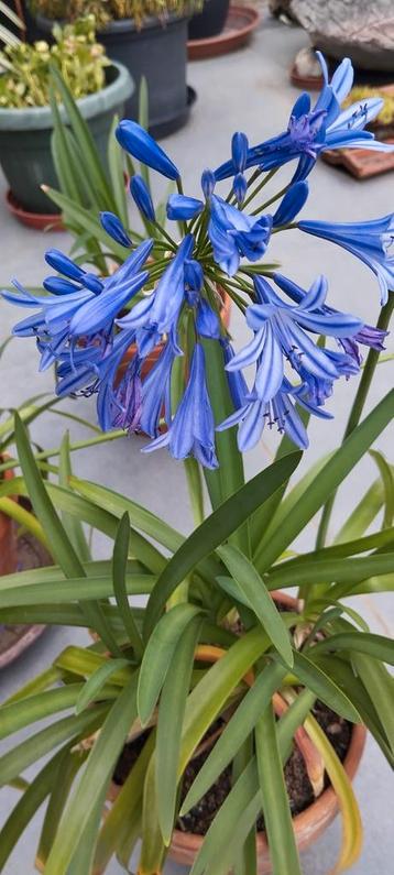 Agapanthus, nog 2stuks, Enlèvement