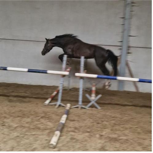 3 jarige merrie van 1.70 groot met internationale bloedlijn, Animaux & Accessoires, Chevaux, Jument, Débourré, 165 à 170 cm, 3 à 6 ans