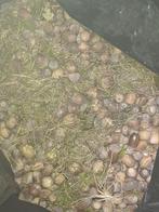 eikels (van eikenbomenà, Dieren en Toebehoren, Ophalen