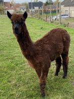 Alpaca hengst, Dieren en Toebehoren, Juni, Mannelijk