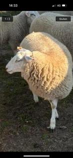 Schapen