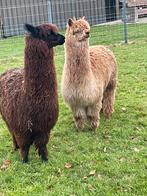 Alpaca hengstjes, Dieren en Toebehoren, Overige Dieren