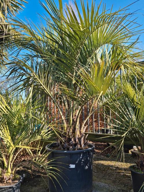 Butia Capitata, Tuin en Terras, Planten | Bomen, Ophalen