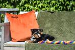 Biewer York pupje, Dieren en Toebehoren, België, CDV (hondenziekte), 8 tot 15 weken, Meerdere