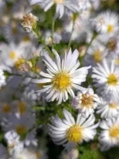 Lichtpaarse herfstaster, vanaf 1 euro , lees beschrijving, Tuin en Terras, Planten | Tuinplanten, Vaste plant, Overige soorten
