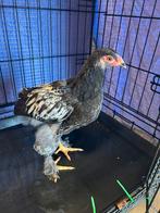Jonge Brahma haan 2,5 maand oud ( prijs bespreekbaar ), Dieren en Toebehoren, Pluimvee, Mannelijk, Kip