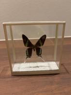 Vlinder, Verzamelen, Ophalen, Zo goed als nieuw