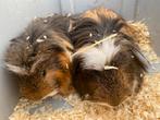 Cavia’s, Dieren en Toebehoren, Knaagdieren, Cavia, Mannelijk, Tam, September