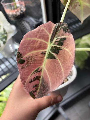 Alocasia black velvet pink knollen beschikbaar voor biedingen