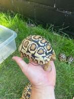 Stigmochelys pardalis babcocki, Dieren en Toebehoren, Reptielen en Amfibieën