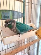 Conure turquoise