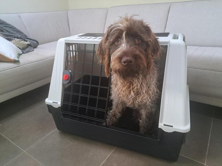 Transportbox voor honden, Dieren en Toebehoren, Transportboxen, Zo goed als nieuw, Ophalen