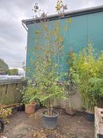 Meerstammige Cornus sanguinea 300-350 cm, Ophalen