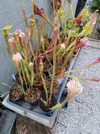 vleesetende planten, Enlèvement