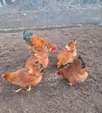 Kweekstel new hampshire, Dieren en Toebehoren, Pluimvee