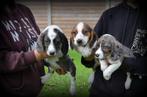 Pembroke Cocker Corgi pups, Dieren en Toebehoren, Honden | Retrievers, Spaniëls en Waterhonden, België, Overige rassen, CDV (hondenziekte)