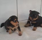 Keeshond, België, Keeshond, CDV (hondenziekte), 8 tot 15 weken