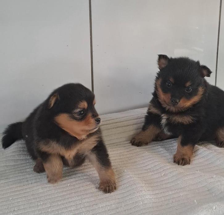 Keeshond, Dieren en Toebehoren, Honden | Poolhonden, Keeshonden en Oertypen, Teef, Keeshond, Fokker | Professioneel, Meerdere