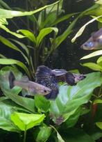 Purple dragon guppen (zeldzaam!/goede prijs!), Dieren en Toebehoren, Vissen | Aquariumvissen
