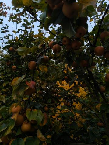 Bio nashiperen vers van de boom. beschikbaar voor biedingen