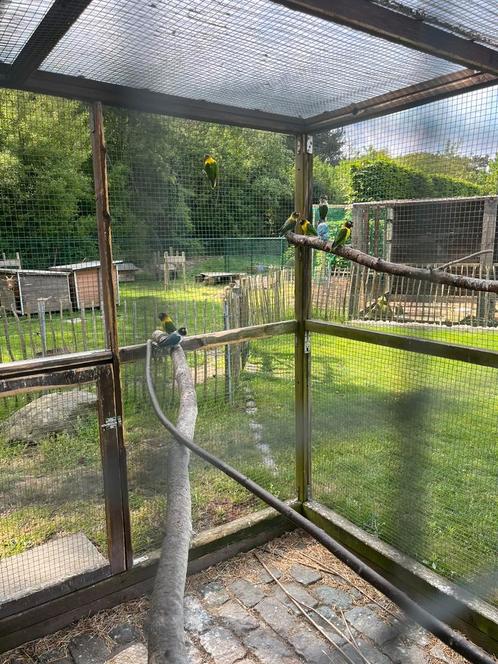 Groep oude personata’s gratis, Dieren en Toebehoren, Vogels | Parkieten en Papegaaien, Dwergpapegaai of Agapornis, Meerdere dieren