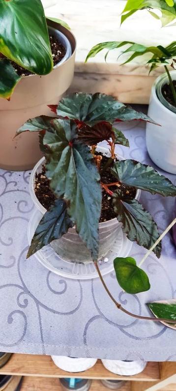 Begonia 'Black Magic' beschikbaar voor biedingen