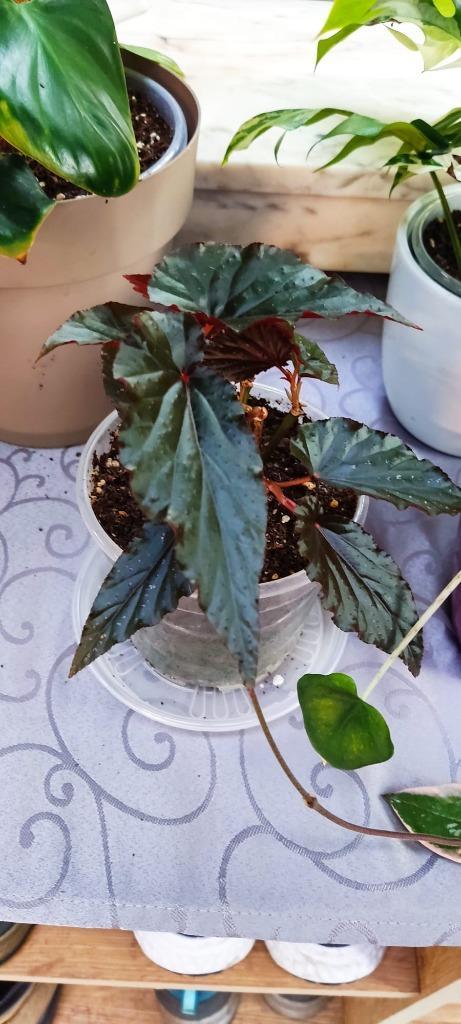 Begonia 'Black Magic', Huis en Inrichting, Kamerplanten, Overige soorten, Minder dan 100 cm, Bloeiende kamerplant, Halfschaduw