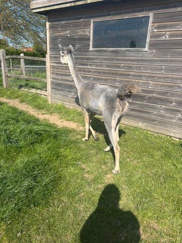 Wij scheren schapen en alpaca’s maar ook lama’s