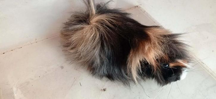 langhaar cavia's  (peruvian), Dieren en Toebehoren, Knaagdieren, Meerdere dieren, Cavia, Oktober, Tam