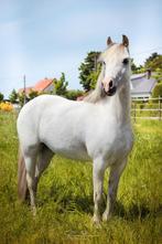 Super leuke drachtige Welsh pony !!, Dieren en Toebehoren, Merrie, B pony (1.17m tot 1.27m), Gechipt, 11 jaar of ouder